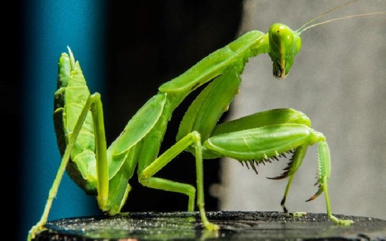 همه چیز در خصوص حشره آخوندک