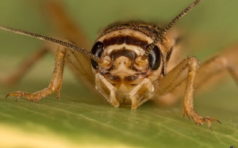 راهنمای از بین بردن جیرجیرک