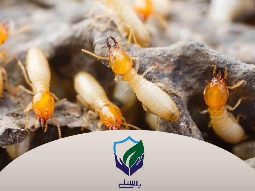 دستگاه دفع موریانه