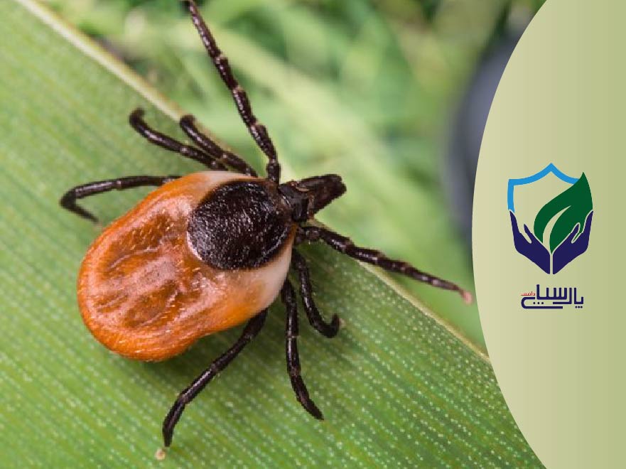 دستگاه دفع کک