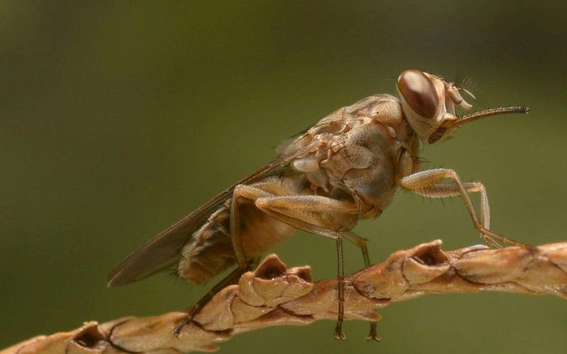 نمونهای از مگس تسه تسه