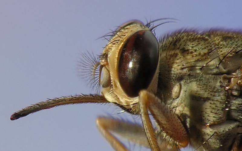 ویژگیهای ظاهری مگس تسه تسه