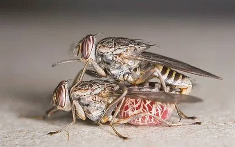 دو مگس تسه تسه در حال جفتگیری