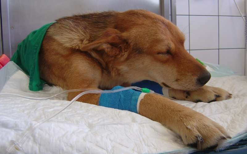 سگ مبتلا به بیماری خواب