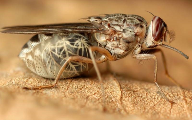 نمونهای از مگس تسه تسه