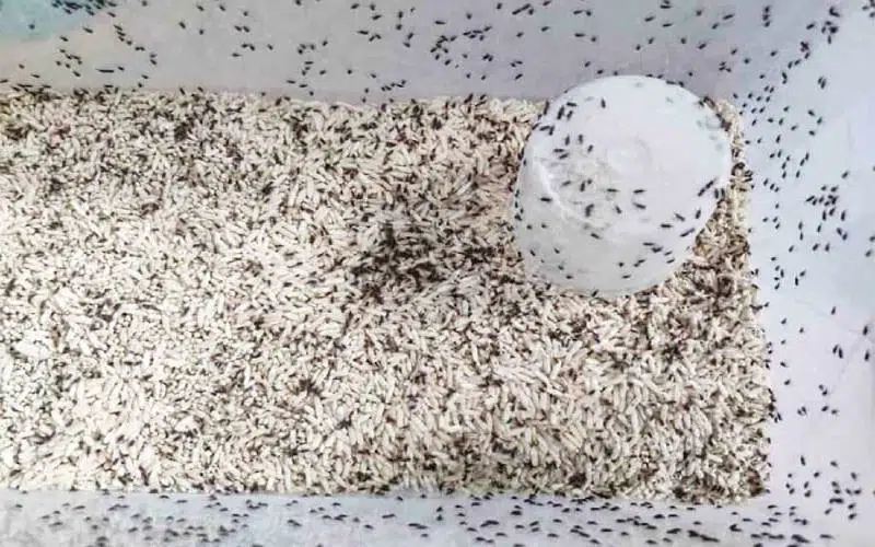 آیا شپشک برنج خطرناک است؟