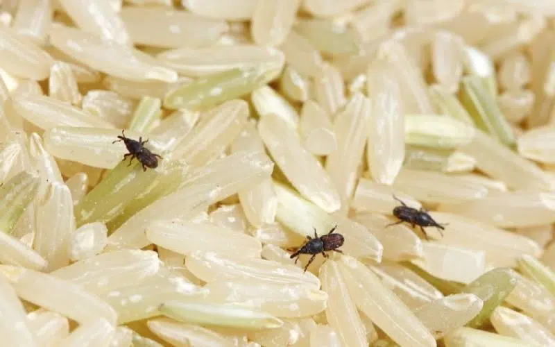 شپشک برنج چه شکلی است؟