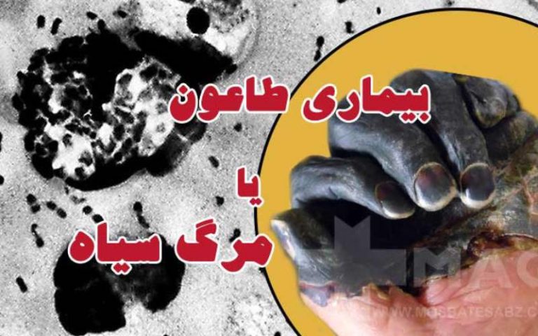 طاعون، یکی از مرگبارترین بیماری‌های تاریخ بشر