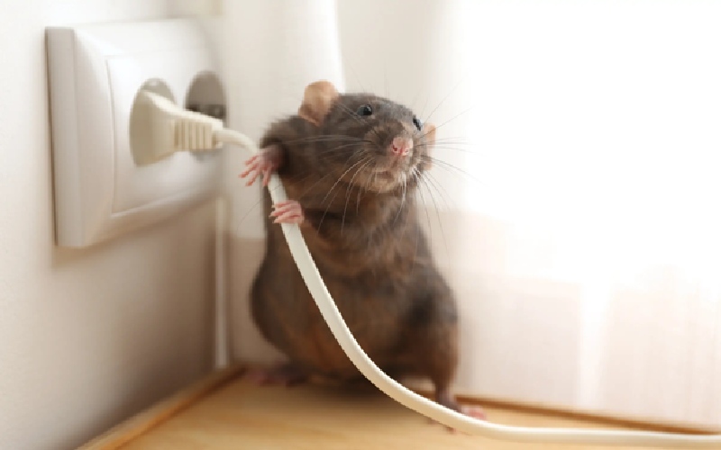 خطرات دعا برای دفع موش