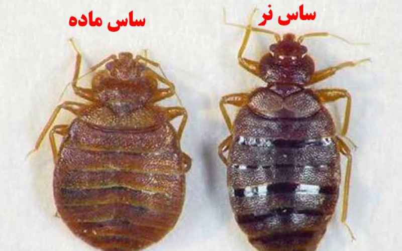 بهترین سم برای کشتن ساس
