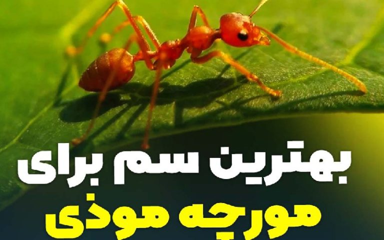 بهترین سم برای از بین بردن مورچه