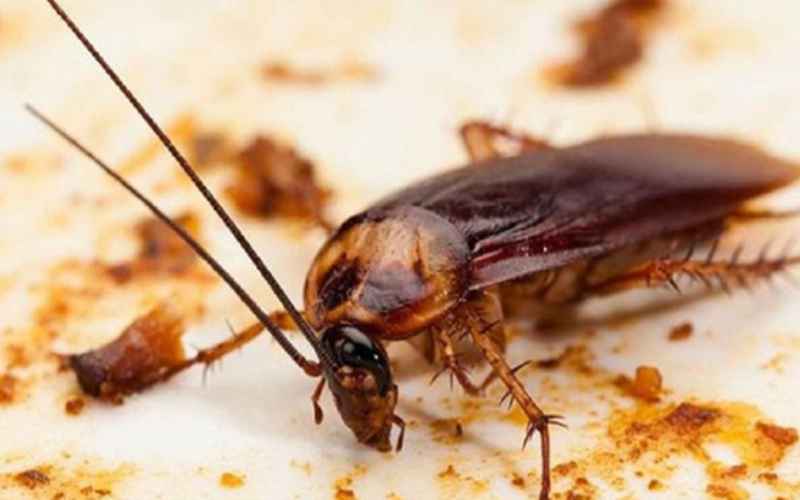 علت دعا نوشتن برای دفع سوسک