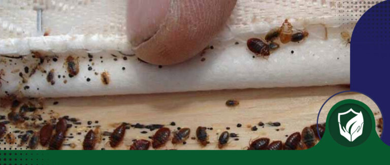 از بین بردن حشرات تخت خواب با روشهای موثر و سریع
