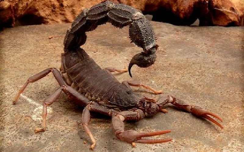 درمان نیش عقرب