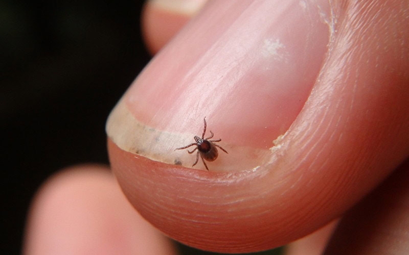 Pigeon mite