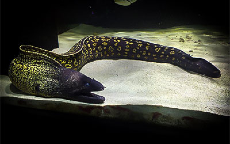 مارماهی بزرگ آب شور (Large Saltwater Eel)
