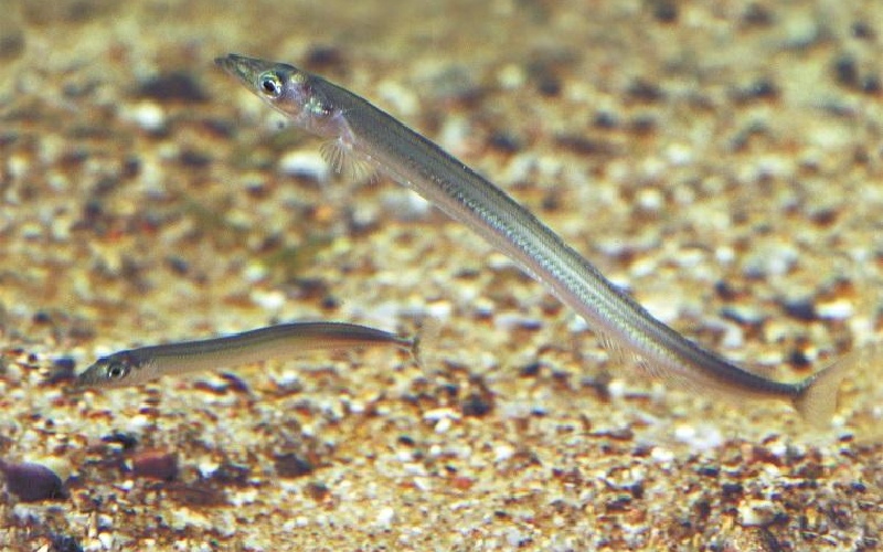 مارماهی شنی (Sand Eel)