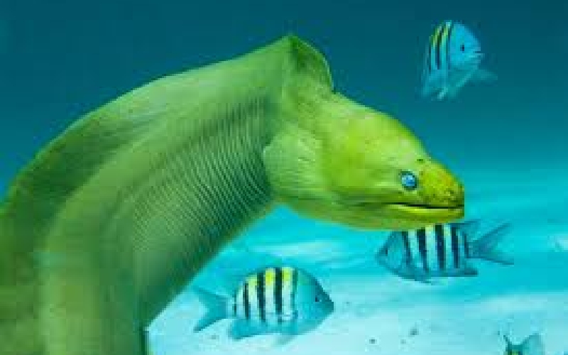 مارماهی موری (Moray Eel)