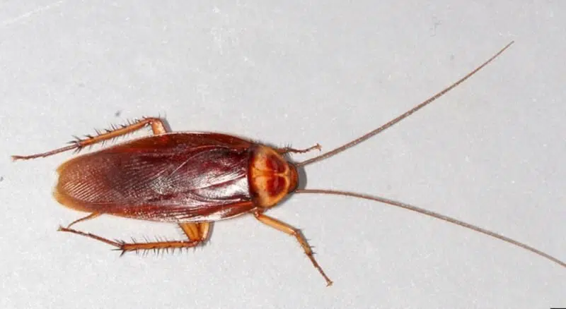 ۲. سوسک (Cockroach)