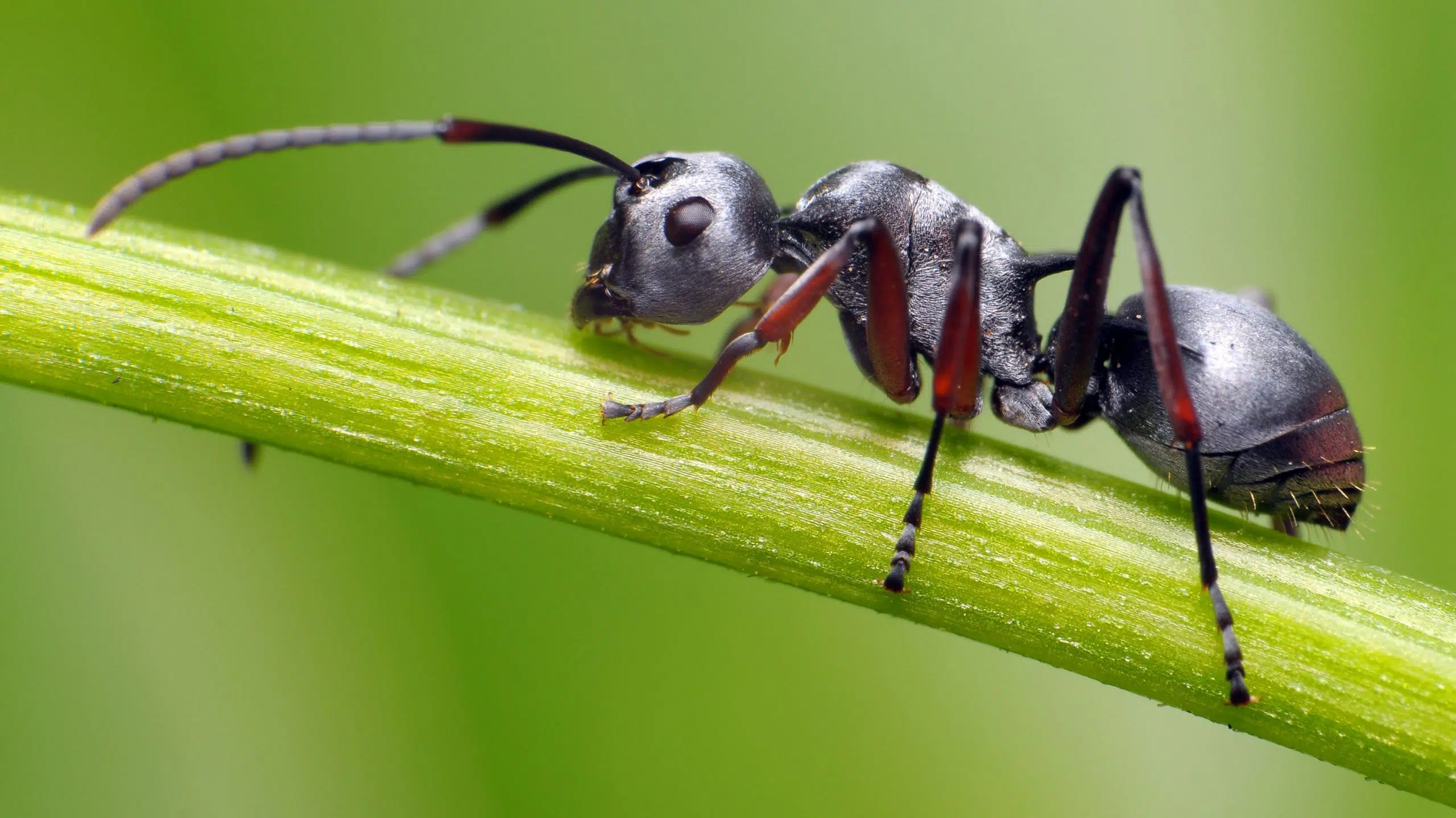 ۶. مورچه (Ant)