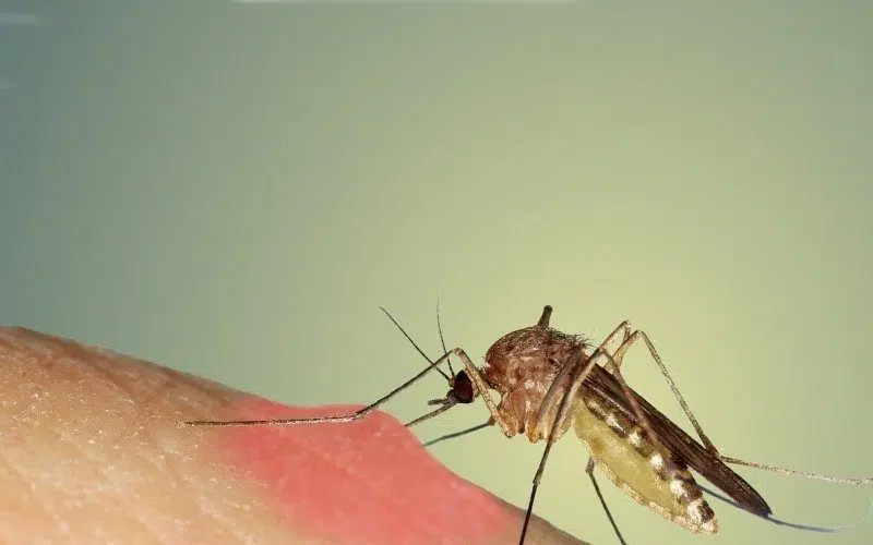 ۱. پشه (Mosquito)