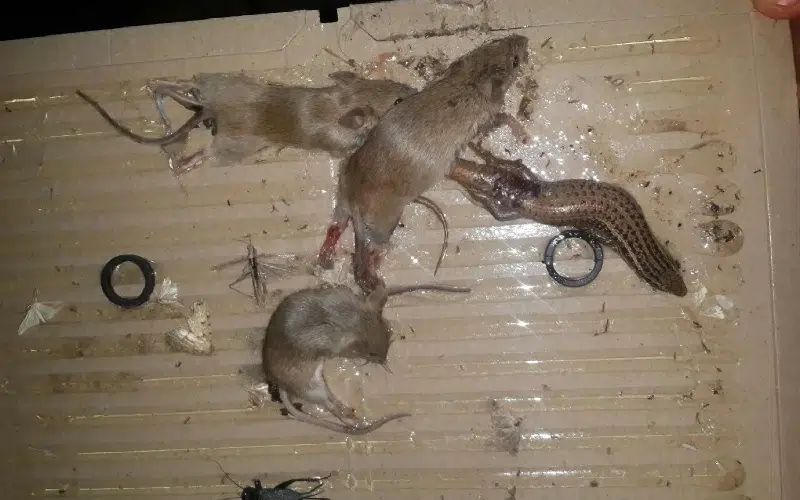 چسب موش