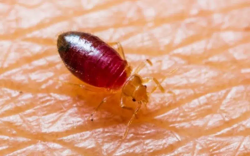 ۴. ساس (Bed Bug)