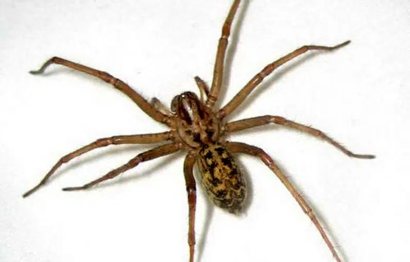۸. عنکبوت (Spider)