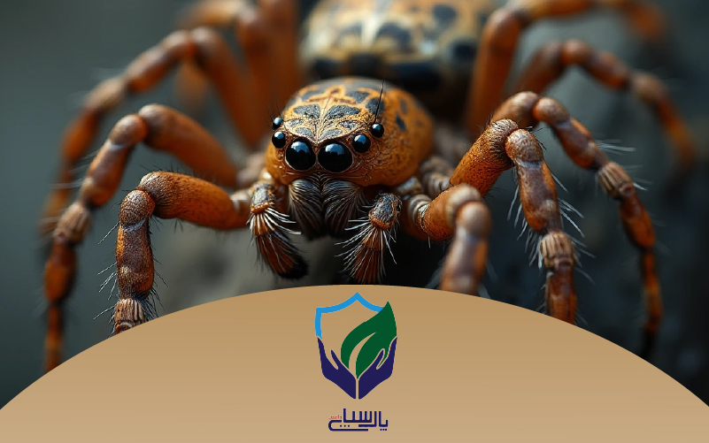 یش عنکبوت چیست
