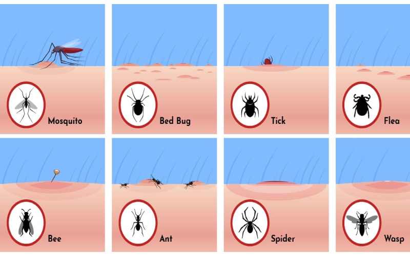 انواع نیش حشرات با عکس