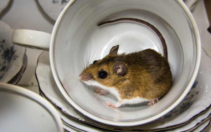 موش در خانه نشانه چیست