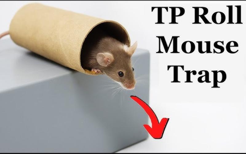 اصول فنی برای گرفتن موش در خانه