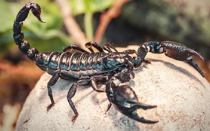 قاتل عقرب سیاه