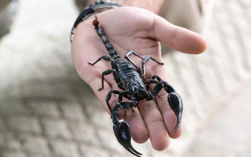 عقرب سیاه از چی میترسه
