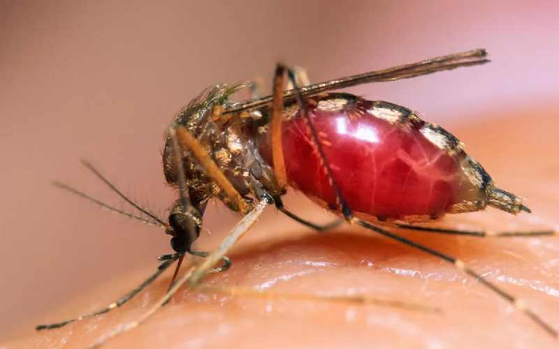 چرا پشه‌ها انسان را نیش می‌زنند