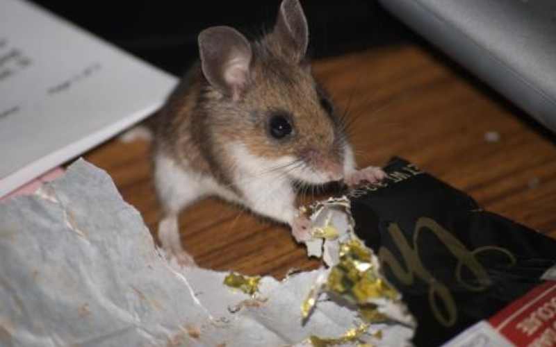 موش سفید در خانه نشانه چیست