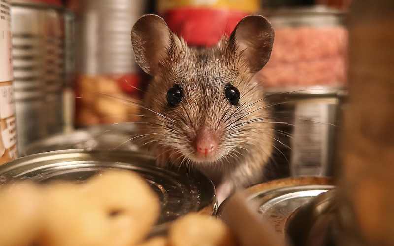 موش در خانه نماد چیست
