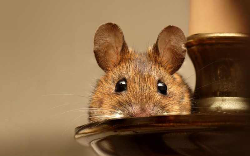 وجود موش در خانه از نظر اسلام
