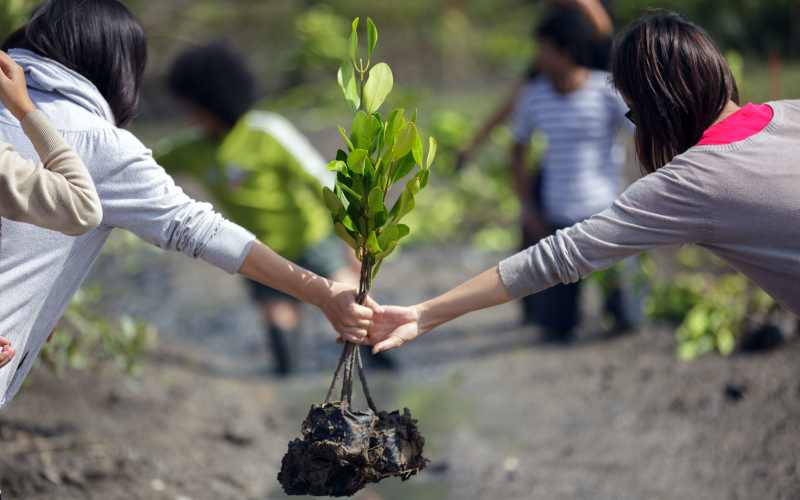 گیاهان چگونه باعث جلوگیری از گرم شدن زمین می شوند