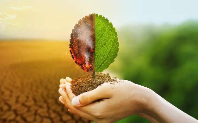 راه های جلوگیری از گرم شدن زمین:گیاهان چگونه باعث جلوگیری از گرم شدن زمین می شوند؟