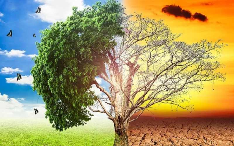 تاثیر گیاهان در گرم شدن زمین