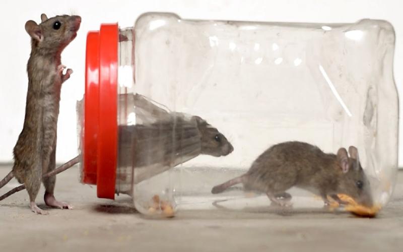 چکلیست عملی برای گرفتن موش در خانه