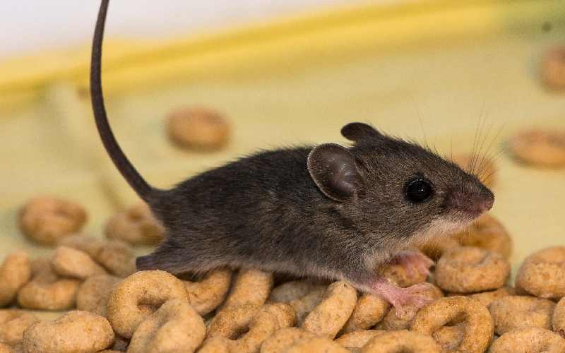 موش نشانه چیست