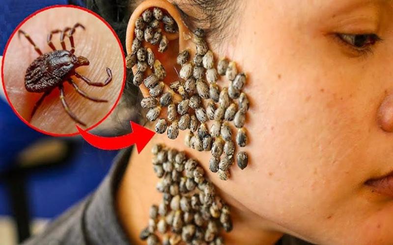 خطرناک ترین حشرات جهان