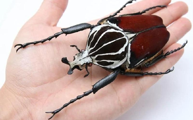 حشرات خطرناک جنوب ایران