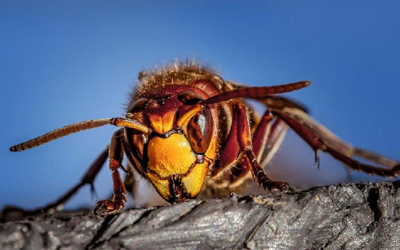 ترسناک ترین حشرات دنیا