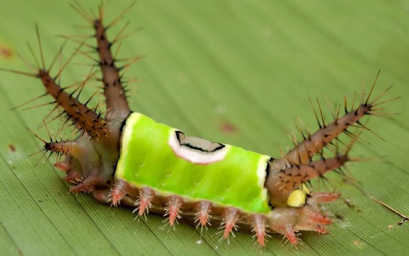 انواع حشرات خطرناک