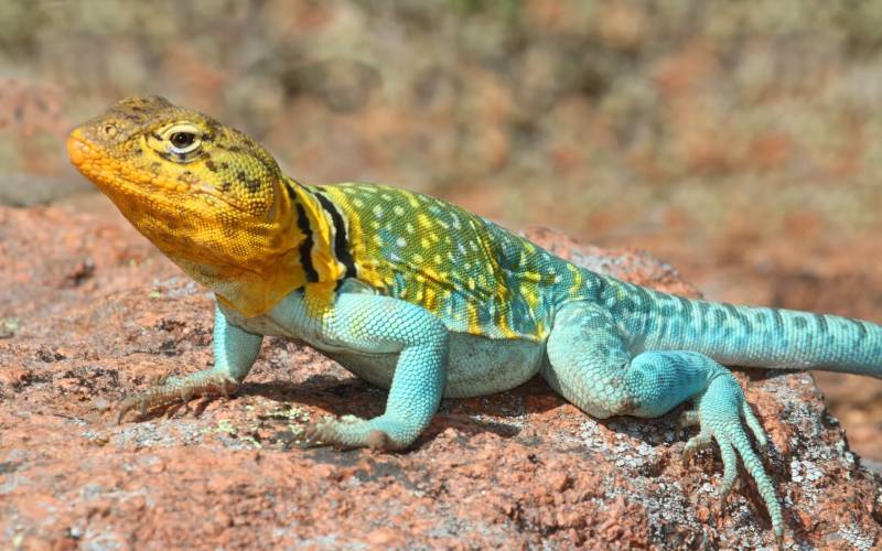 فواید مارمولک در طبیعت