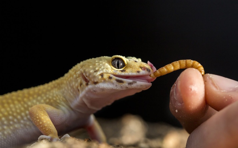 فواید مارمولک در خانه