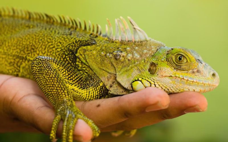 فواید مارمولک